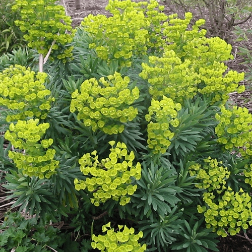 Des images de diff�rentes plantes